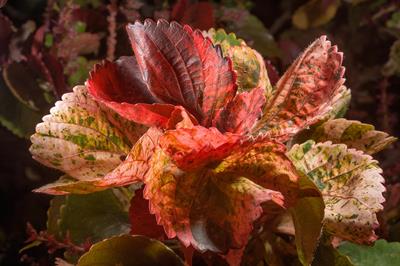 Acalypha wilkesiana
